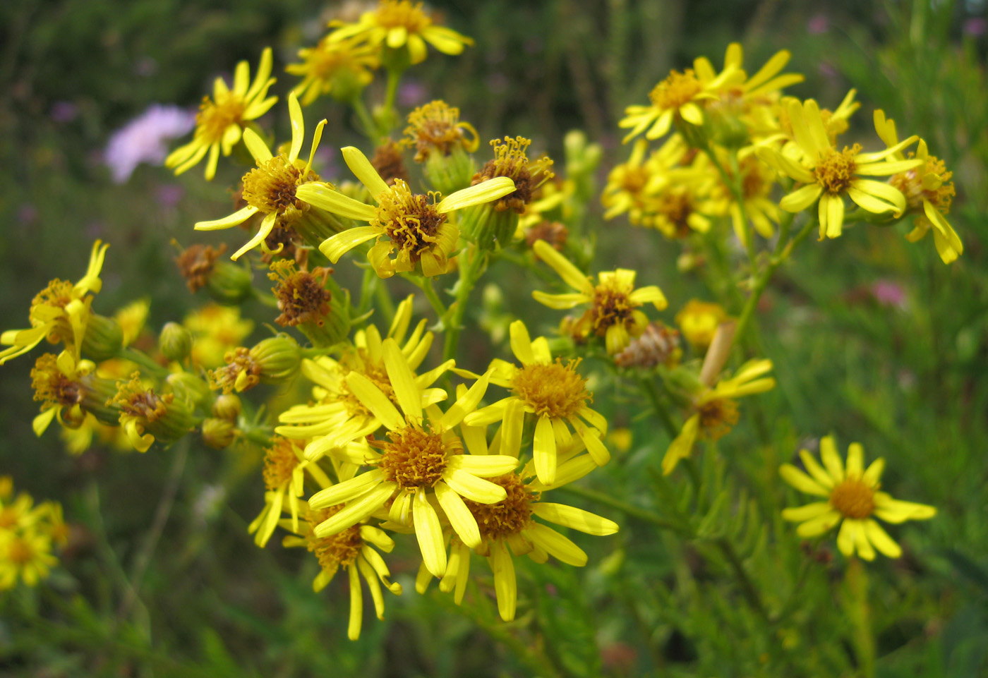 Изображение особи Senecio erucifolius.