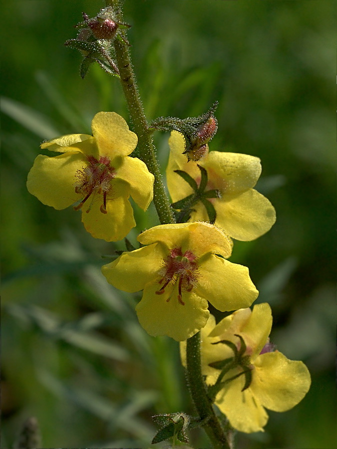 Image of Verbascum blattaria specimen.