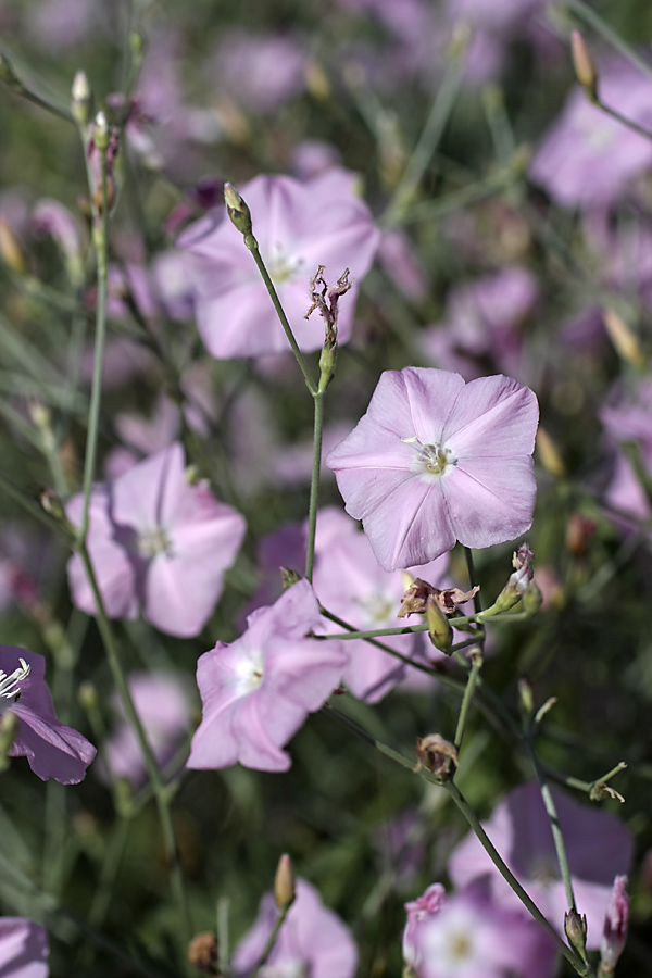 Изображение особи Convolvulus subhirsutus.