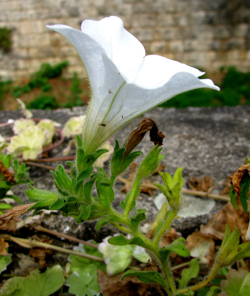 Изображение особи Petunia &times; hybrida.