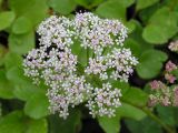 Ligusticum scoticum. Соцветие. Хабаровский край, Ванинский р-н, бухта Сизиман. 15.07.2012.