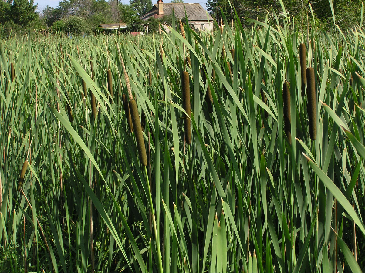 Изображение особи Typha latifolia.