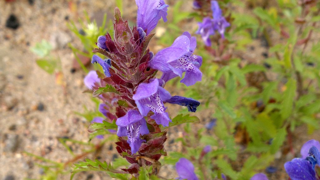 Изображение особи Dracocephalum olchonense.