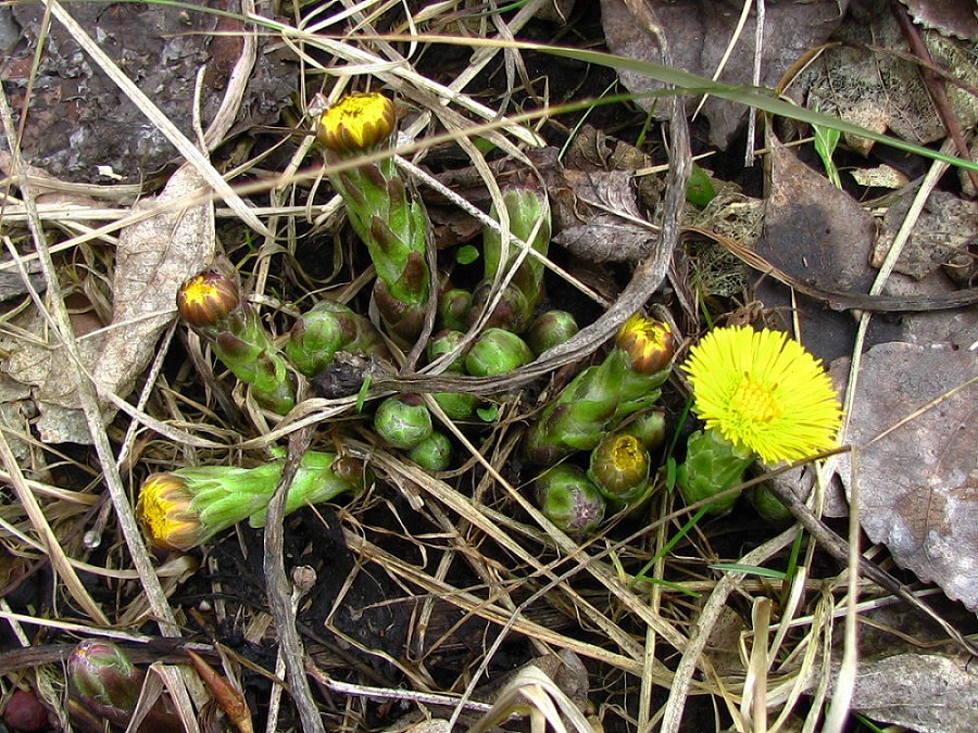 Image of Tussilago farfara specimen.