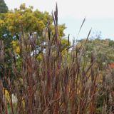 Andropogon gerardii. Верхняя часть цветущего растения. Германия, г. Krefeld, ботанический сад. 21.10.2012.