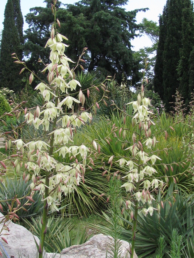 Image of genus Yucca specimen.