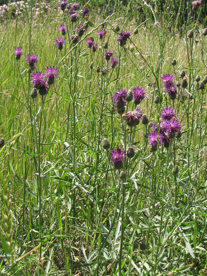 Изображение особи Centaurea adpressa.