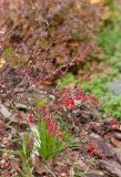 genus Berberis