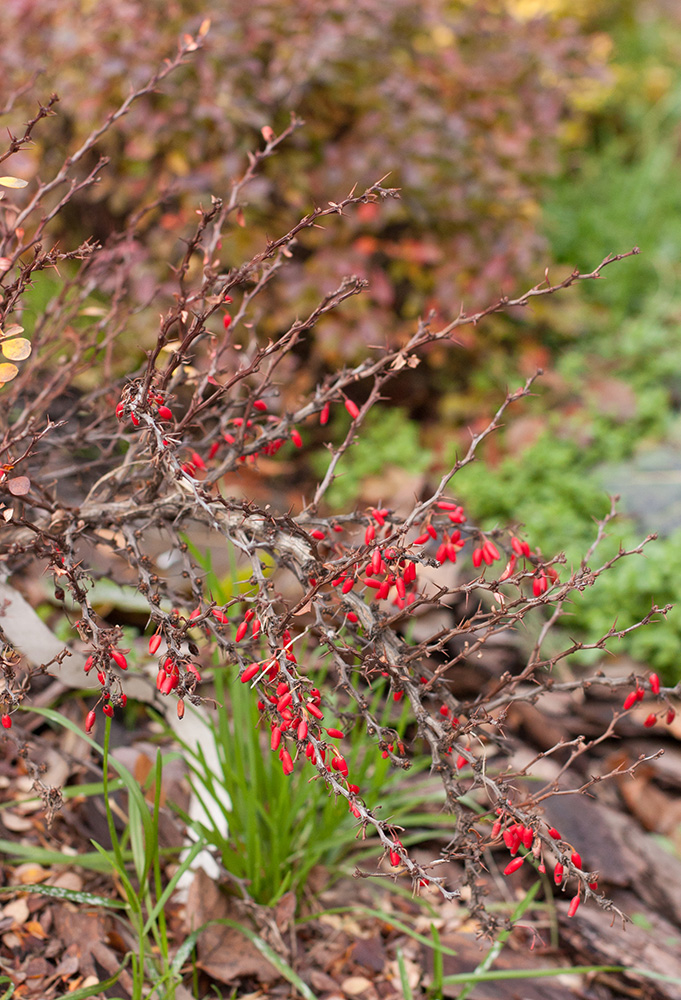 Изображение особи род Berberis.