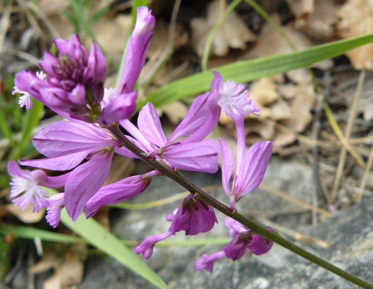 Image of Polygala major specimen.