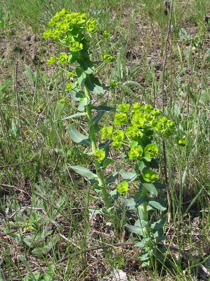 Image of Euphorbia agraria specimen.