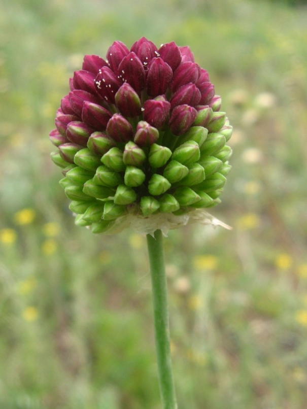 Image of Allium sphaerocephalon specimen.