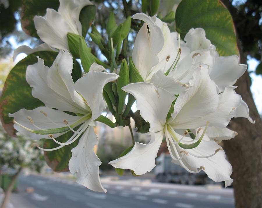 Image of Bauhinia variegata specimen.