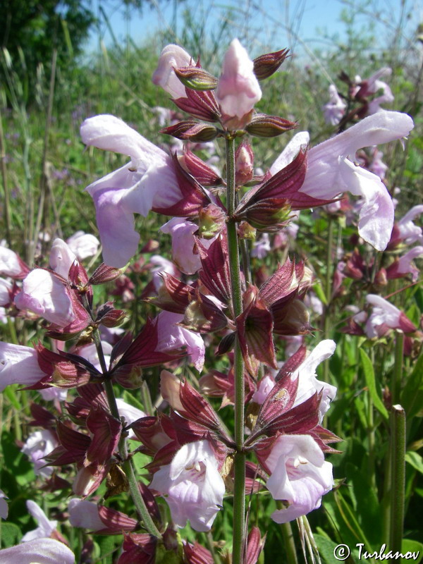 Изображение особи Salvia tomentosa.