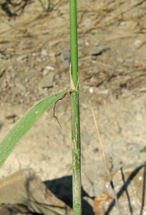 Image of Agrostis gigantea specimen.