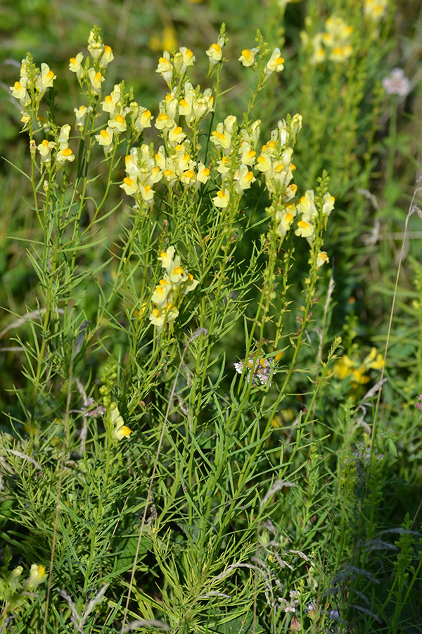 Изображение особи Linaria ruthenica.