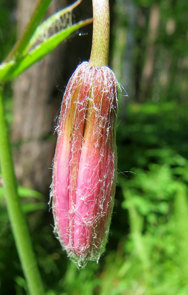 Image of Lilium pilosiusculum specimen.