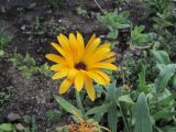 Calendula officinalis