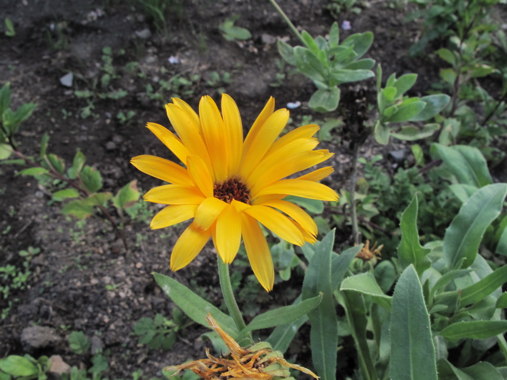 Изображение особи Calendula officinalis.