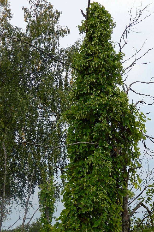 Image of Humulus lupulus specimen.