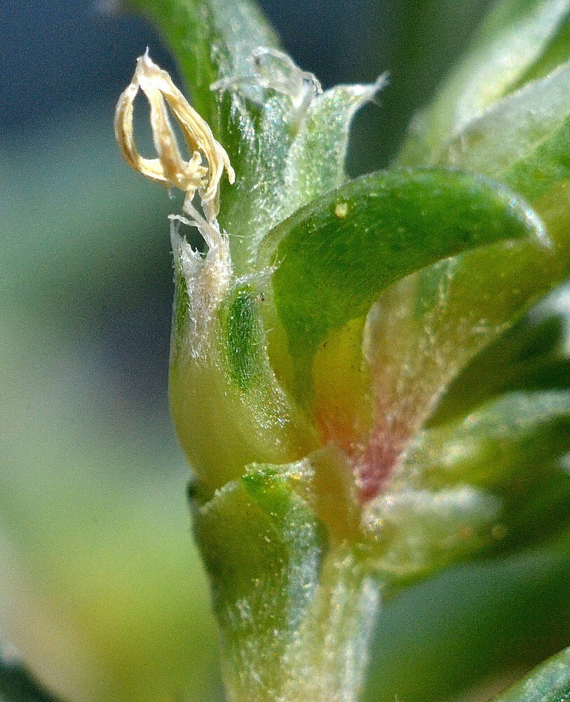 Изображение особи Petrosimonia brachiata.