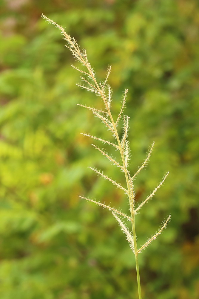 Image of Echinochloa crus-galli specimen.