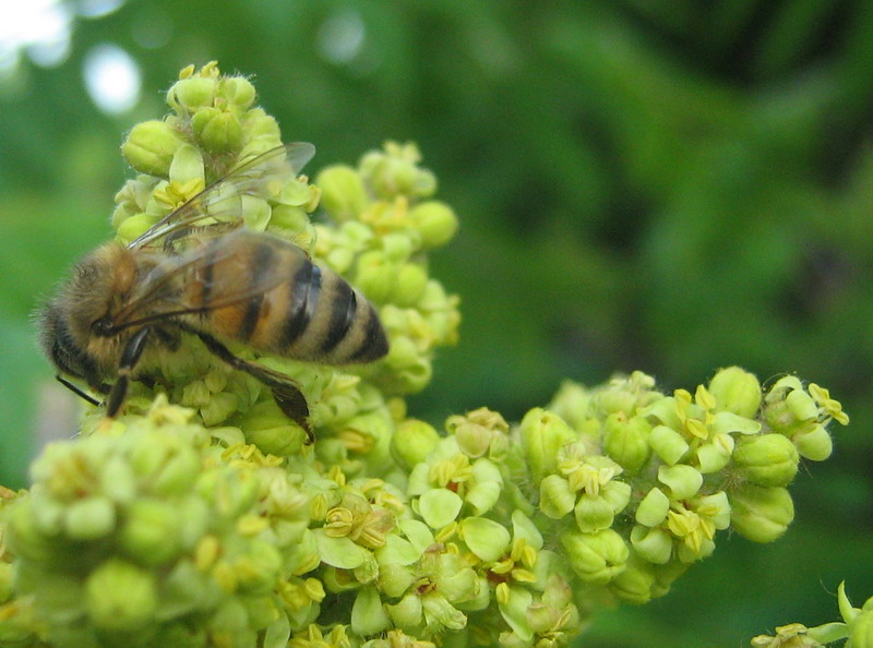 Изображение особи Rhus typhina.