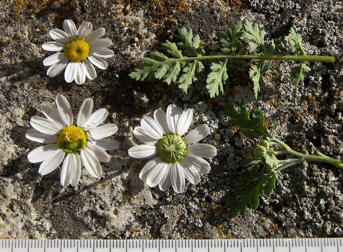 Image of Pyrethrum parthenifolium specimen.