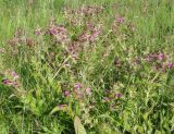 Pedicularis resupinata