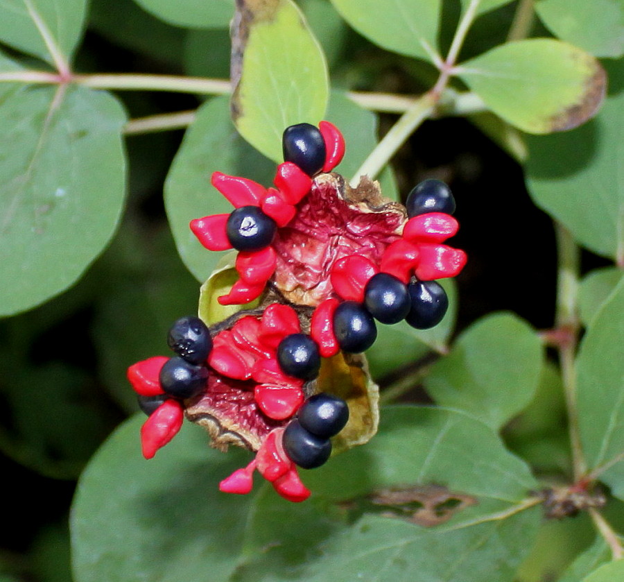 Image of Paeonia daurica specimen.