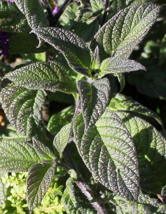 Image of Heliotropium arborescens specimen.