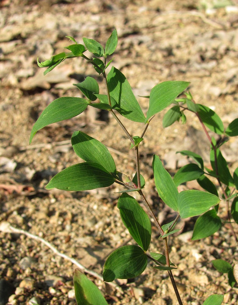 Image of Lathyrus laxiflorus specimen.