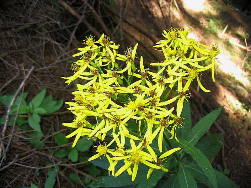 Image of Senecio ovatus specimen.