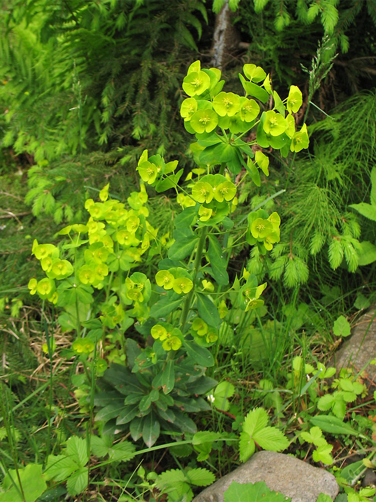 Изображение особи Euphorbia amygdaloides.