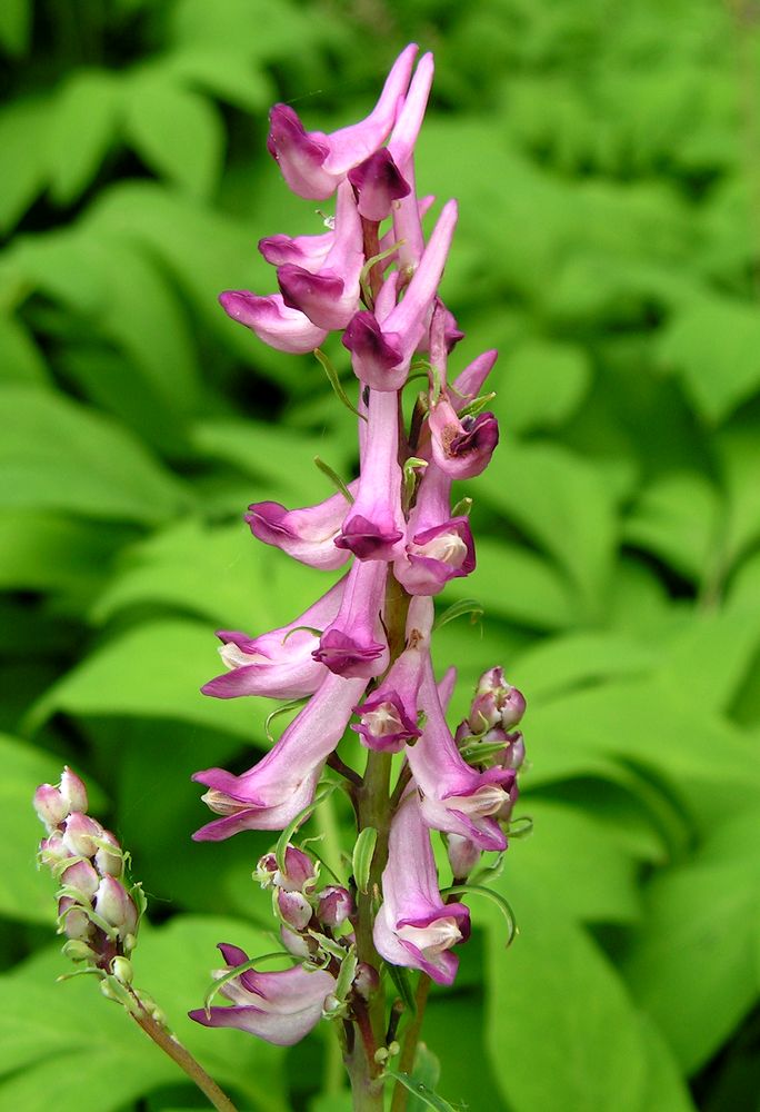 Изображение особи Corydalis multiflora.