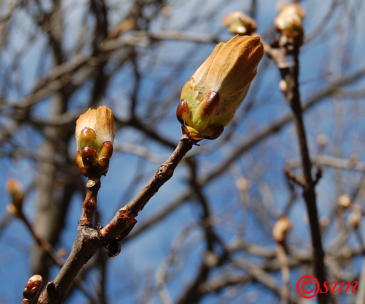 Изображение особи Aesculus hippocastanum.