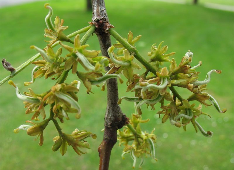 Изображение особи Gleditsia triacanthos.