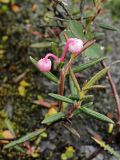 Andromeda polifolia