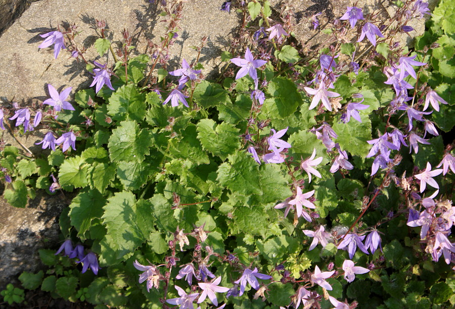 Image of Campanula garganica specimen.