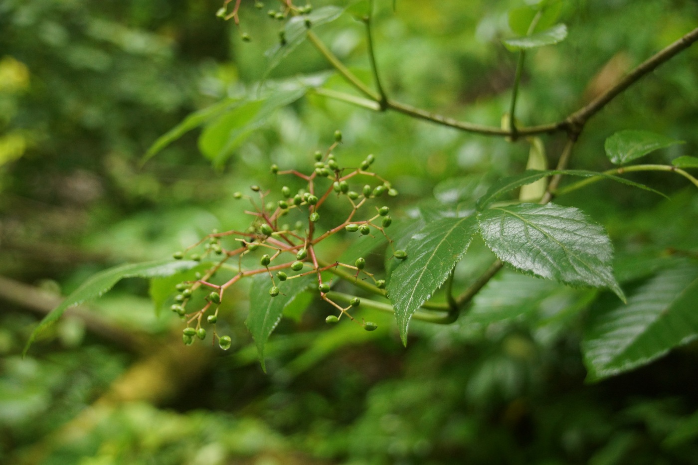 Image of Sambucus nigra specimen.