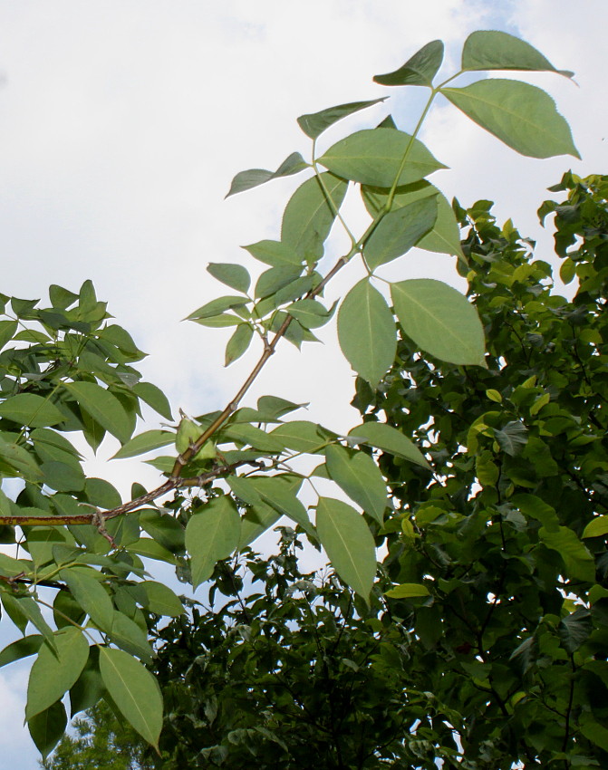 Image of Staphylea trifolia specimen.