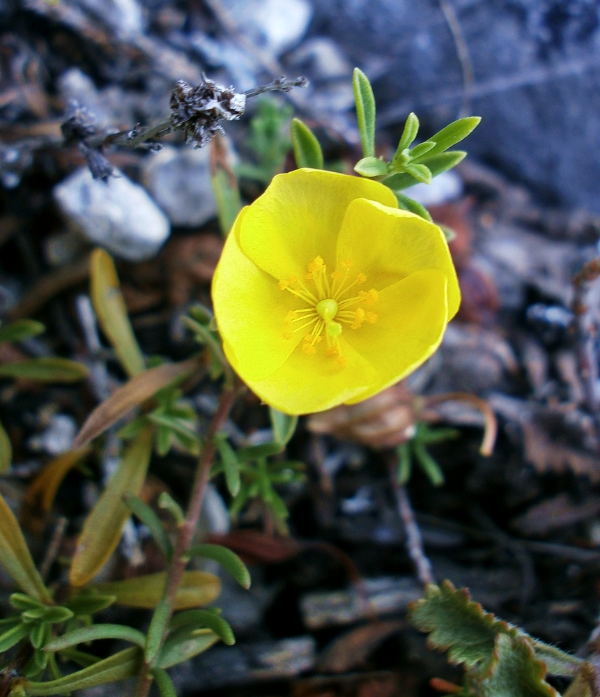 Изображение особи Fumana procumbens.