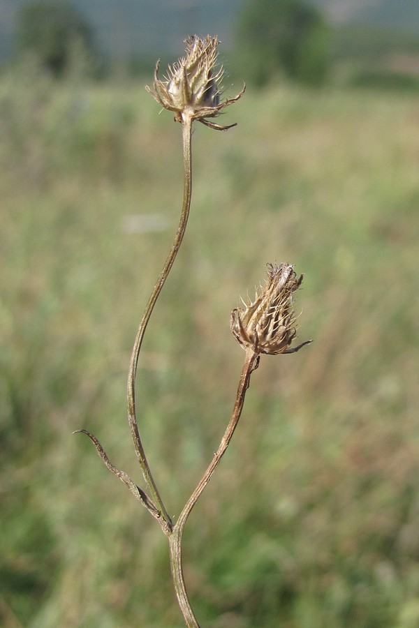 Изображение особи Crepis setosa.