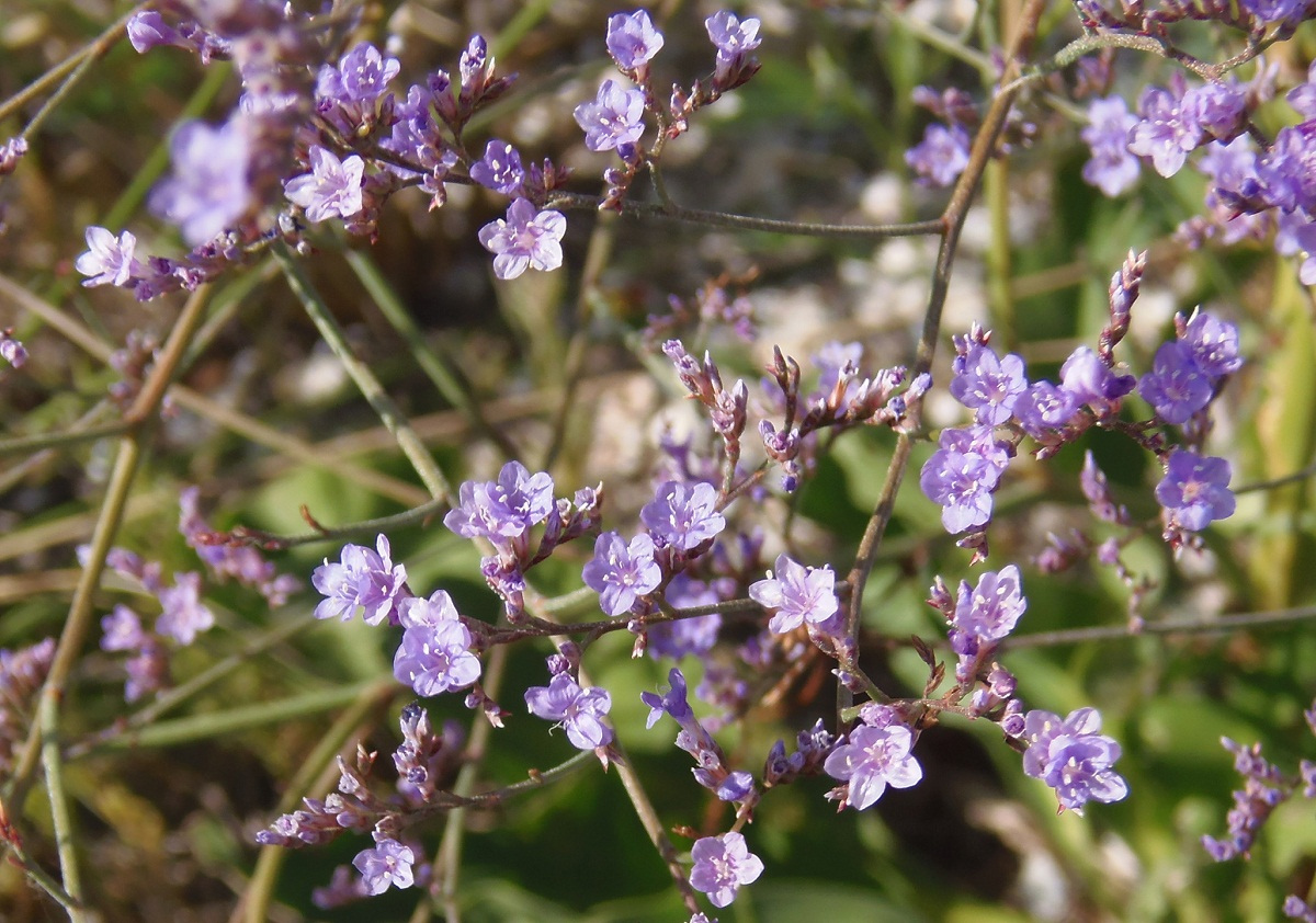 Image of Limonium gmelinii specimen.