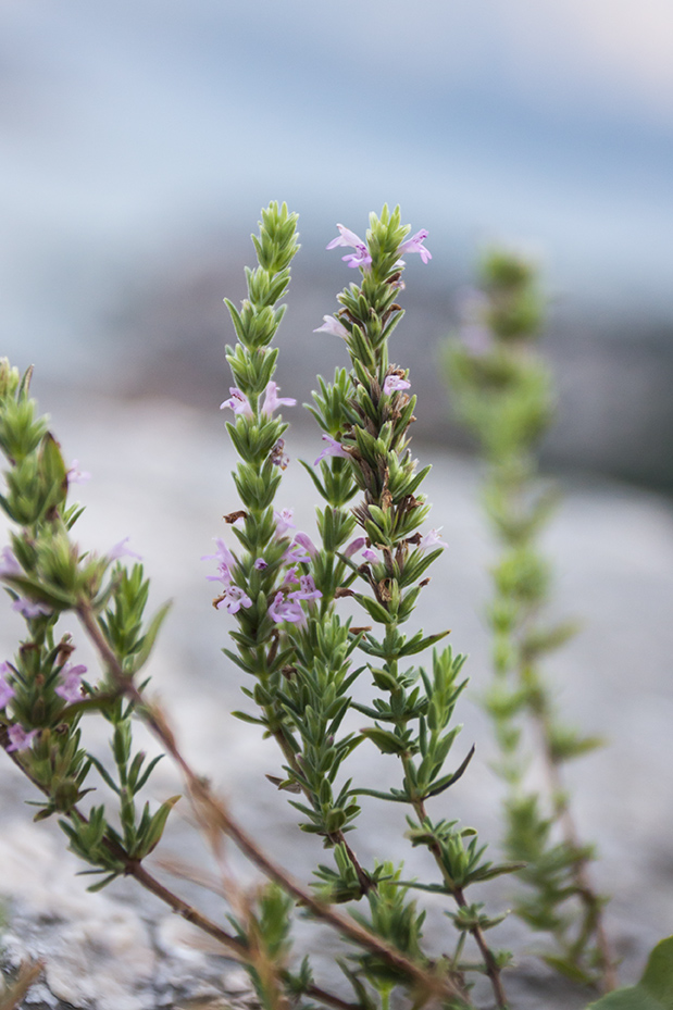 Image of Micromeria graeca specimen.