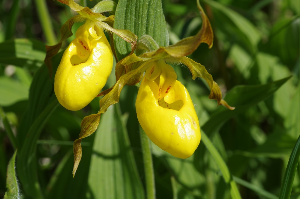 Изображение особи Cypripedium parviflorum var. pubescens.