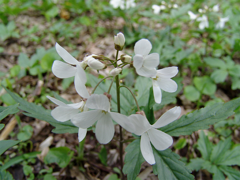 Изображение особи Cardamine quinquefolia.