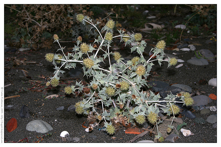 Image of Eryngium maritimum specimen.