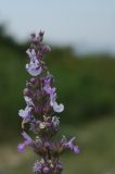 Nepeta nuda