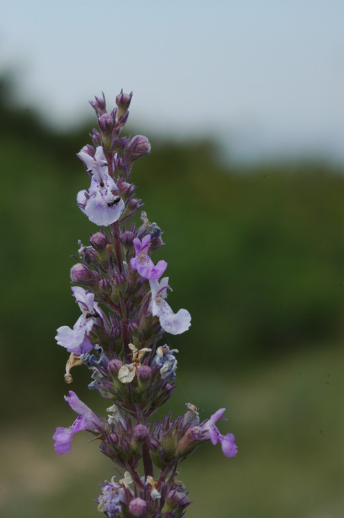 Image of Nepeta nuda specimen.